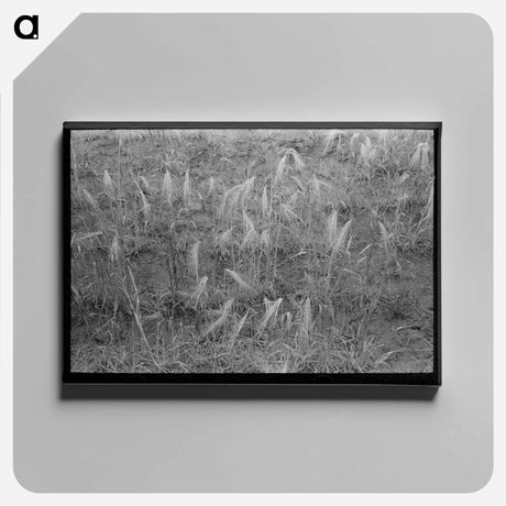 アートパネル-Burned Out Wheat
 - ラッセル リー Canvas.
