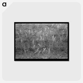 アートポストカード-Burned Out Wheat
 - ラッセル リー Postcard.