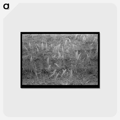 アートポストカード-Burned Out Wheat
 - ラッセル リー Postcard.