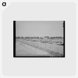 アートポストカード-Arizona Poultry Yard
 - ラッセル リー Postcard.