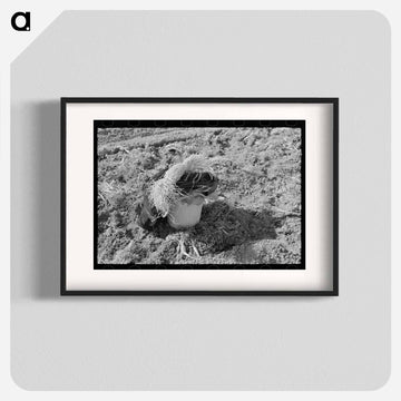 Mexican Carrot Pickers
 - ラッセル リー Poster.