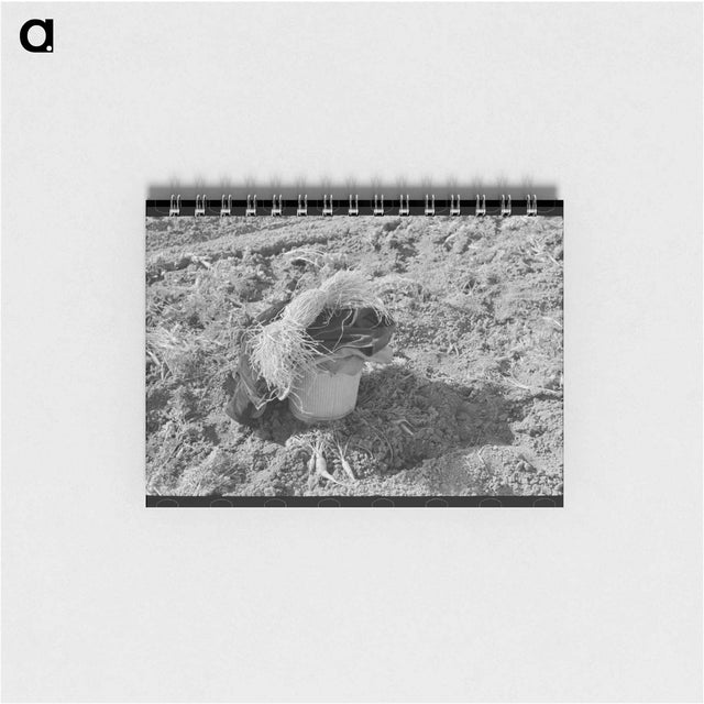アートメモ帳-Mexican Carrot Pickers
 - ラッセル リー Memo.