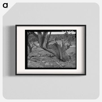 Twisted Mountain Juniper
 - ラッセル リー Poster.