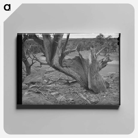 アートパネル-Twisted Mountain Juniper
 - ラッセル リー Canvas.