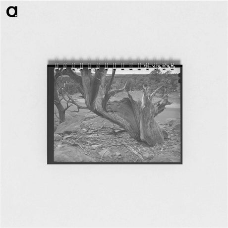 アートメモ帳-Twisted Mountain Juniper
 - ラッセル リー Memo.