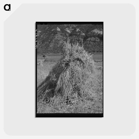 アートポストカード-Oats in the Shock
 - ラッセル リー Postcard.