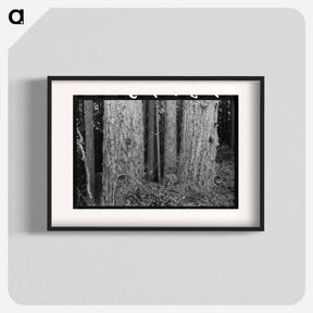 アートポスター-Long Bell Lumber Company Trees
 - ラッセル リー Poster.