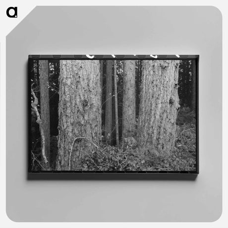 アートパネル-Long Bell Lumber Company Trees
 - ラッセル リー Canvas.