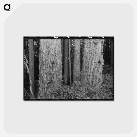 アートポストカード-Long Bell Lumber Company Trees
 - ラッセル リー Postcard.