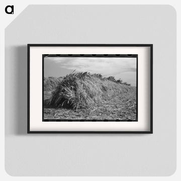 Kaffir Corn Stack
 - ラッセル リー Poster.