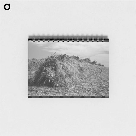 アートメモ帳-Kaffir Corn Stack
 - ラッセル リー Memo.