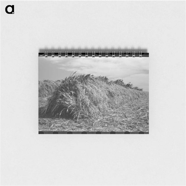 アートメモ帳-Kaffir Corn Stack
 - ラッセル リー Memo.