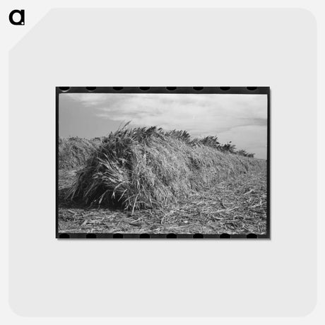 アートポストカード-Kaffir Corn Stack
 - ラッセル リー Postcard.