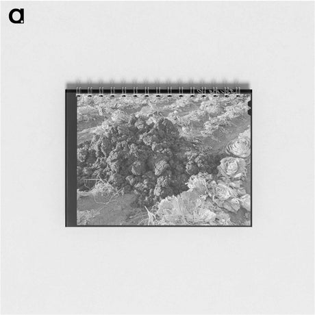 アートメモ帳-Fertilizer in Cabbage Field
 - ラッセル リー Memo.