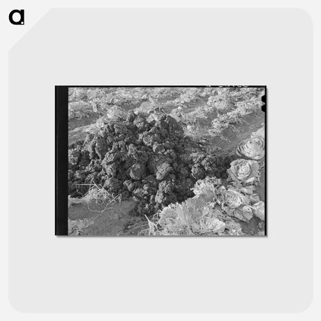 アートポストカード-Fertilizer in Cabbage Field
 - ラッセル リー Postcard.