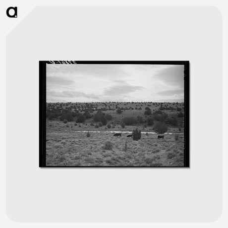 アートポストカード-The rangeland. Concho, Arizona
 - ラッセル リー Postcard.