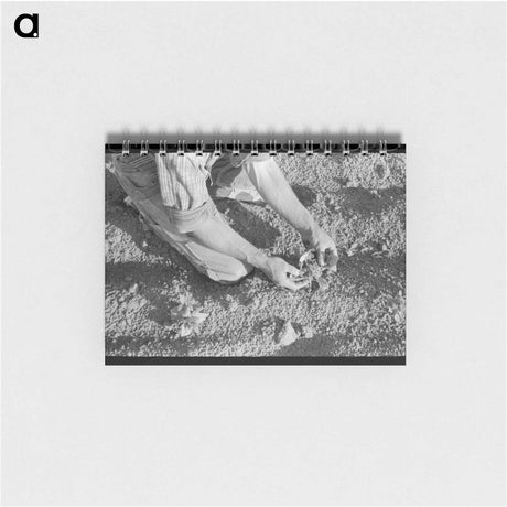 アートメモ帳-Farmer and Bean Plant
 - ラッセル リー Memo.