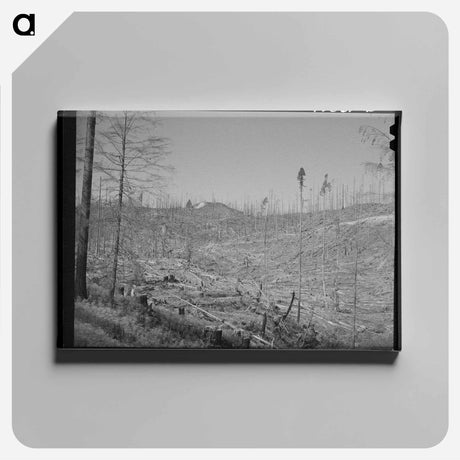 アートパネル-Cut-over Forest Land
 - ラッセル リー Canvas.