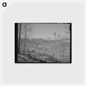 アートポストカード-Cut-over Forest Land
 - ラッセル リー Postcard.