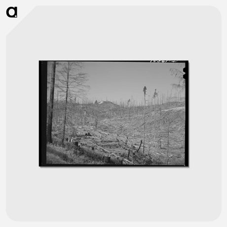 アートポストカード-Cut-over Forest Land
 - ラッセル リー Postcard.