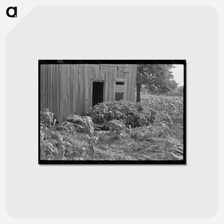 アートポストカード-Abandoned House, McIntosh County
 - ラッセル リー Postcard.
