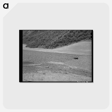 アートポストカード-Mountain Hay Field
 - ラッセル リー Postcard.