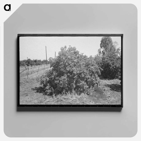 アートパネル-Orange Tree Irrigation
 - ラッセル リー Canvas.