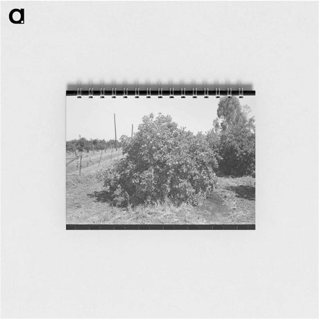 アートメモ帳-Orange Tree Irrigation
 - ラッセル リー Memo.