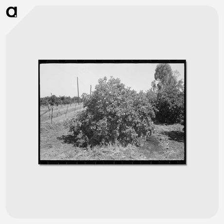 アートポストカード-Orange Tree Irrigation
 - ラッセル リー Postcard.