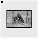 アートポストカード-Pigs at the Trough
 - ラッセル リー Postcard.