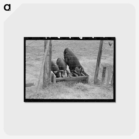 アートポストカード-Pigs at the Trough
 - ラッセル リー Postcard.