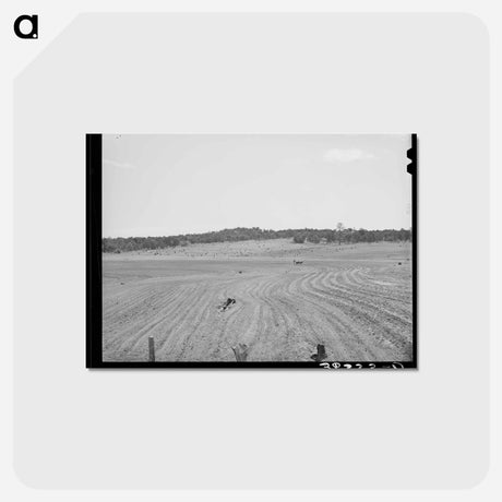 アートポストカード-Pie Town Plowing
 - ラッセル リー Postcard.
