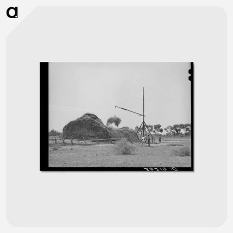 アートポストカード-Haying in Maricopa County
 - ラッセル リー Postcard.