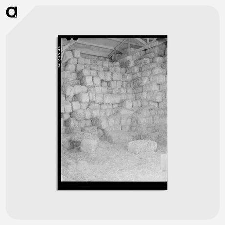アートポストカード-Baled Hay, Casa Grande Valley Farms
 - ラッセル リー Postcard.