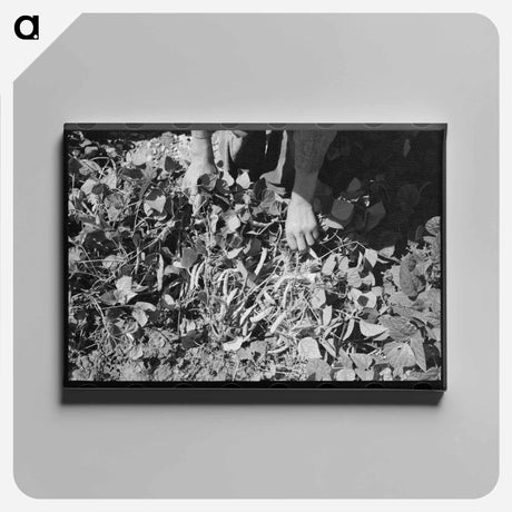 アートパネル-Kansas String Beans
 - ラッセル リー Canvas.