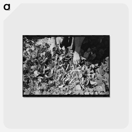 アートポストカード-Kansas String Beans
 - ラッセル リー Postcard.