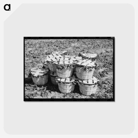 アートポストカード-Spinach Baskets
 - ラッセル リー Postcard.