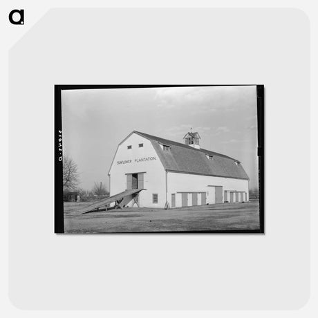 アートポストカード-Barn. Sunflower Plantation, Mississippi
 - ラッセル リー Postcard.