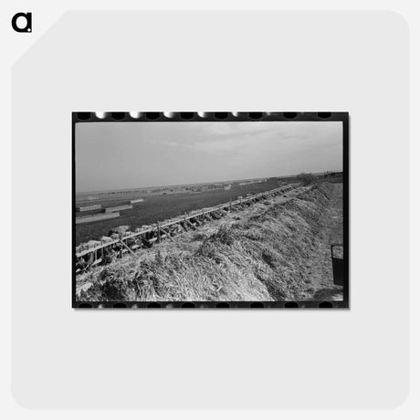 アートポストカード-Mass Feeding
 - ラッセル リー Postcard.