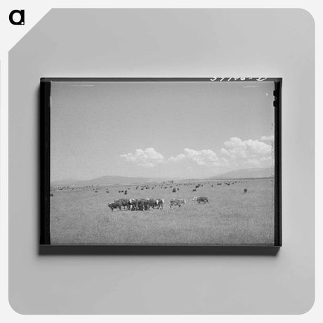 アートパネル-Steers, Cruzen Ranch
 - ラッセル リー Canvas.