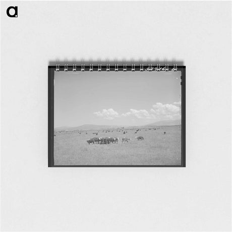 アートメモ帳-Steers, Cruzen Ranch
 - ラッセル リー Memo.