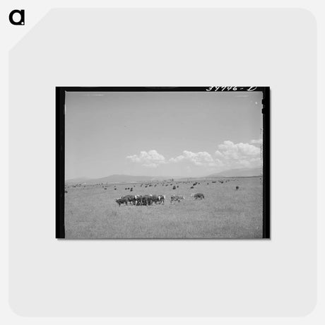 アートポストカード-Steers, Cruzen Ranch
 - ラッセル リー Postcard.