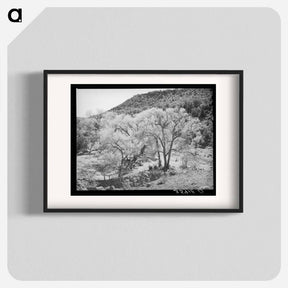 アートポスター-Cottonwood Trees, Carrizo Creek
 - ラッセル リー Poster.