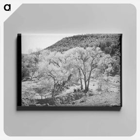 アートパネル-Cottonwood Trees, Carrizo Creek
 - ラッセル リー Canvas.