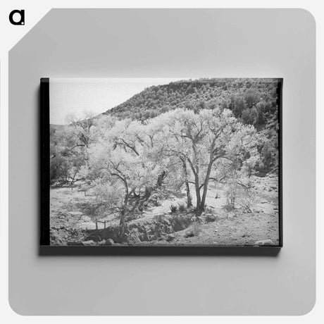 アートパネル-Cottonwood Trees, Carrizo Creek
 - ラッセル リー Canvas.
