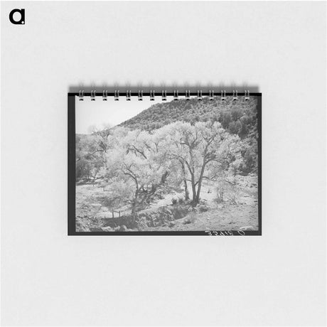 アートメモ帳-Cottonwood Trees, Carrizo Creek
 - ラッセル リー Memo.