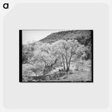 アートポストカード-Cottonwood Trees, Carrizo Creek
 - ラッセル リー Postcard.