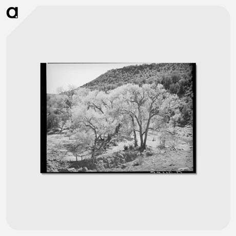 アートポストカード-Cottonwood Trees, Carrizo Creek
 - ラッセル リー Postcard.