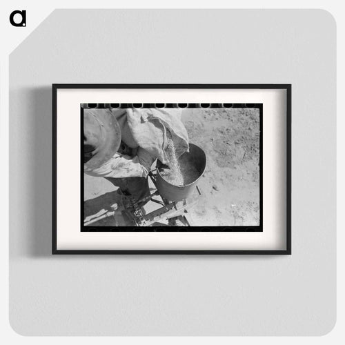 Kaffir Corn Seed
 - ラッセル リー Poster.