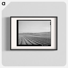 アートポスター-Bexar County Cotton Fields
 - ラッセル リー Poster.